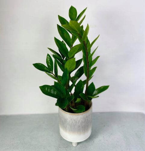 Zamiokulkas Zamifolia