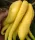 Citron Cedrat Buddha's Hand Citrus Medica + Gratis + Grijač
