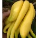 Citron Cedrat Buddha's Hand Citrus Medica + Gratis + Grijač
