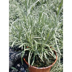 MAGGI HRVATSKA VELIKA SJEDNJA BILJA ZELENI DOM