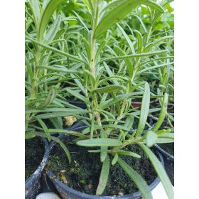 Rozmaryn Greendom Sjetva Zeleno Bilje