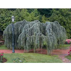 Cedr Libanonski Glauca Pendula P9