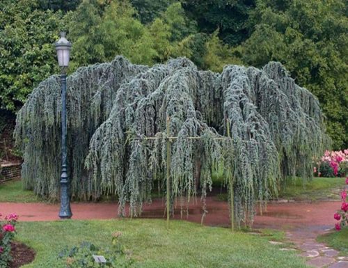 Cedr Libanonski Glauca Pendula P9