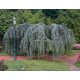 Cedr Libanonski Glauca Pendula P9