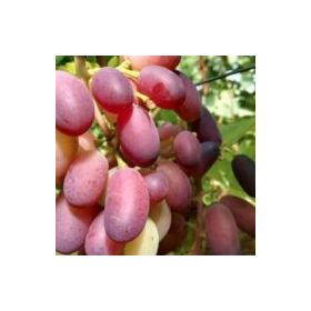  Sadnica vinove loze BAJKONUR u posudi od 3-5l, 100-120 cm