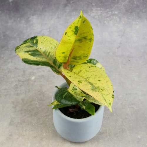 Fikus Elastica Shivereana Moonshine, Fikus bogatih boja DØ6cm