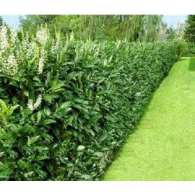 C5 KAVKASKA LOVOROVA TREŠNJA 40-60 CM