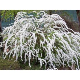   Tawuła norweska 'Grefsheim' u posudi od 2-3l, 60-80 cm