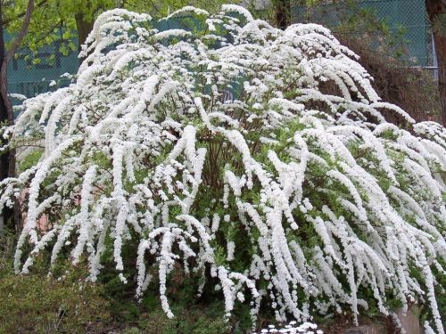 Tawuła norweska 'Grefsheim' u posudi od 2-3l, 60-80 cm
