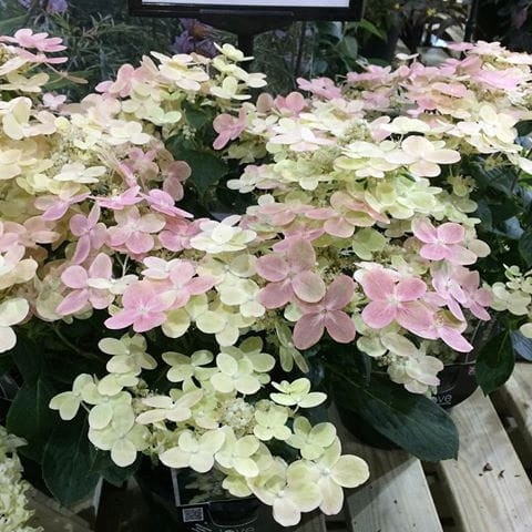 Hortenzija bukietowa 'Polestar' sadnica u posudi 1-2l, 10-15 cm