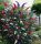 Tricolor Buddleja Set of 3 Seedlings - Colorful and Fragrant Garden Addition