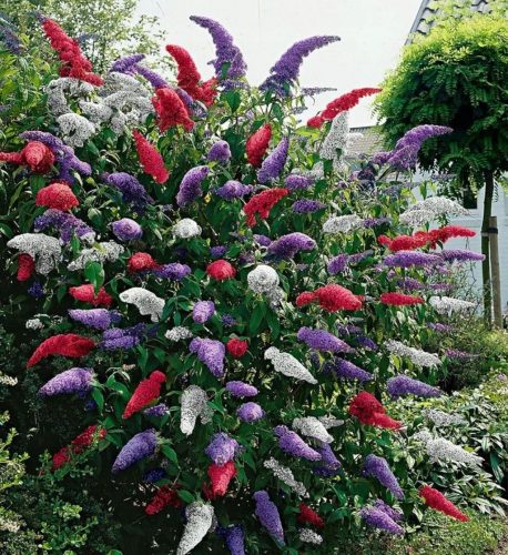 Tricolor Buddleja Set of 3 Seedlings - Colorful and Fragrant Garden Addition