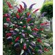 Tricolor Buddleja Set of 3 Seedlings - Colorful and Fragrant Garden Addition