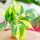 Filodendron Scandens 'Brasil'