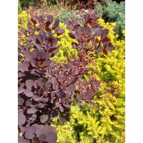 Perućica patuljasta sorta