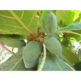  KETAPANG BADEM ZA AKVARIJ SVJEŽE SJEMENKE