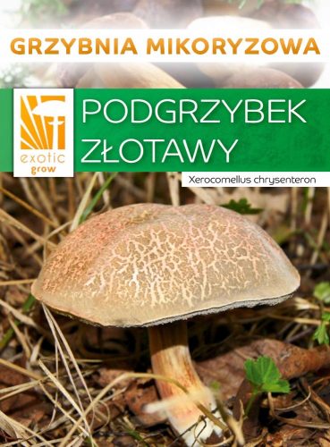  ZLATNA GLJIVA šumske gljive MYCORD mikoriza