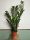 Zamiokulkas visine 70cm Zamia Zamio XL