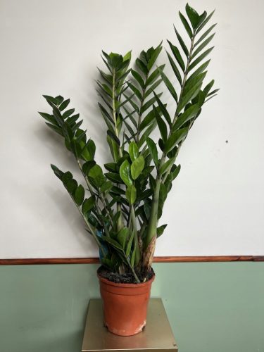 Zamiokulkas visine 70cm Zamia Zamio XL