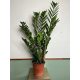Zamiokulkas visine 70cm Zamia Zamio XL