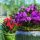 Rododendroni i azaleje, sadnice u posudi od 1-2l, 20-40 cm