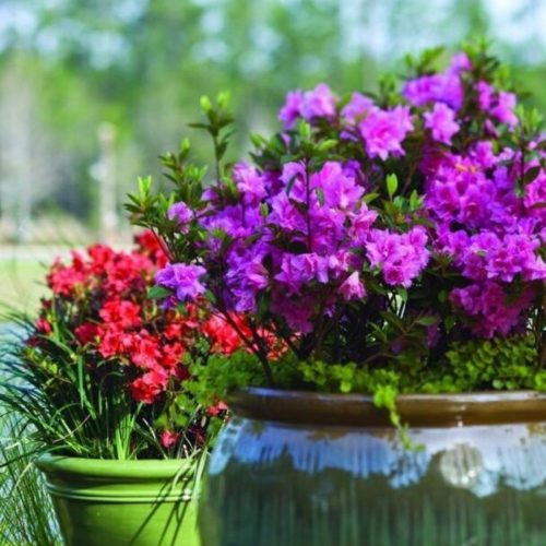 Rododendroni i azaleje, sadnice u posudi od 1-2l, 20-40 cm