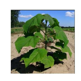 PAULOWNIA OXYGEN TREE NAJBRŽE RASTOĆE SJEDNICE SJEMNICE