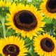  Ukrasne sjemenke suncokreta 1000 g