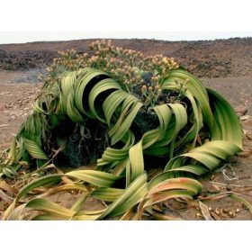  VELVIČIJA (WELWITSCHIA MIRABILIS) 1 SJEM