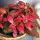 Fitonija 'Forest Flame' sadnica u tegli