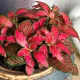 Fitonija 'Forest Flame' sadnica u tegli
