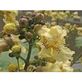 C5 ŽUTOCVJETNA SURMIA