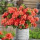 Rhododendroni i azaleje sadnica naranče u posudi 2-3l 15-30 cm