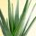 Aloe Vera Sukulent u Posudi 0,5l