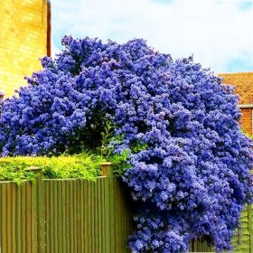   Prusznik Victoria ~ Zimzeleni Prusznik Plavi - Visina 40-50 cm