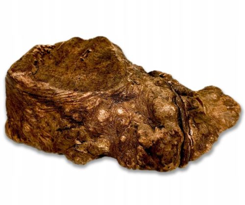 Gryzak za pse - korijen wrzošca M [150-300g] prirodno tvrd