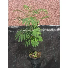 Albicija ruzičasta Albizia Rosea 50-80cm VELIKA
