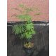 Albicija ruzičasta Albizia Rosea 50-80cm VELIKA