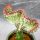 Kaktus Wilczomlecz Euphorbia lactea Cristata UNIKATNI DØ9cm