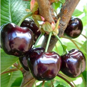  Burlat trešnje, sadnica s golim korijenom, 140-150 cm