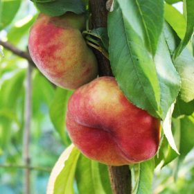    Breskve i nektarine Saturn ufo sadnica golog korijena 110-130 cm