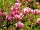 Magnolije i tulipani, sadnice u posudi od 0,5l, 30-40 cm