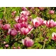 Magnolije i tulipani, sadnice u posudi od 0,5l, 30-40 cm