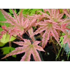 Klonovi u posudi 0,5-1l, 60-80 cm