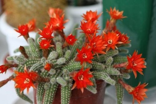 Chamaecereus Silvestrii Kaktus