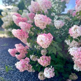   Hortenzija bukiet SUNDAE FRAISE (Hydrangea paniculata) 2-3l, 30-40 cm