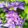 Sadnica Clematis 'Coco Lovers' u posudi od 4 litre