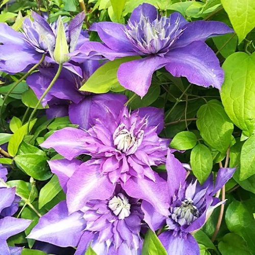 Sadnica Clematis 'Coco Lovers' u posudi od 4 litre
