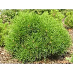 VARELLA planinski bor 20-30cm C5