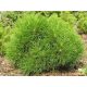VARELLA planinski bor 20-30cm C5